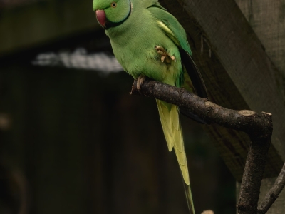 Halsbandparkiet - De Zonnegloed - Dierenpark - Dieren opvangcentrum - Sanctuary